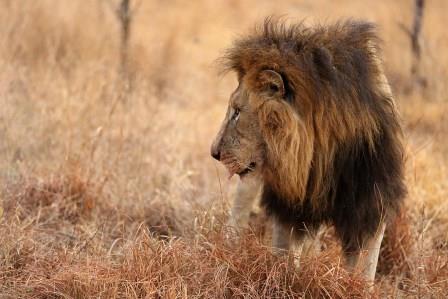 k-Cedrics Safari Krger Lion
