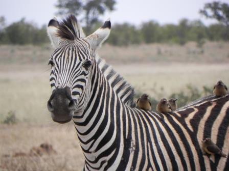 k-Cedrics Safari Krger Zebra