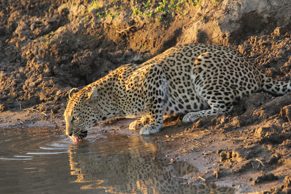 k-Lepard drinking Cedrics Traumreisen