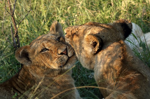 Beat lions cuddling s