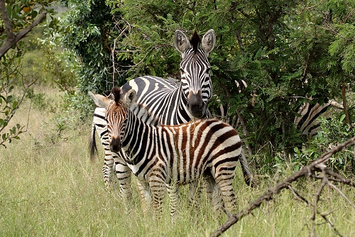 Beat zebras s