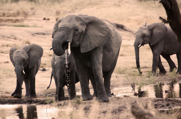 elephants drinking